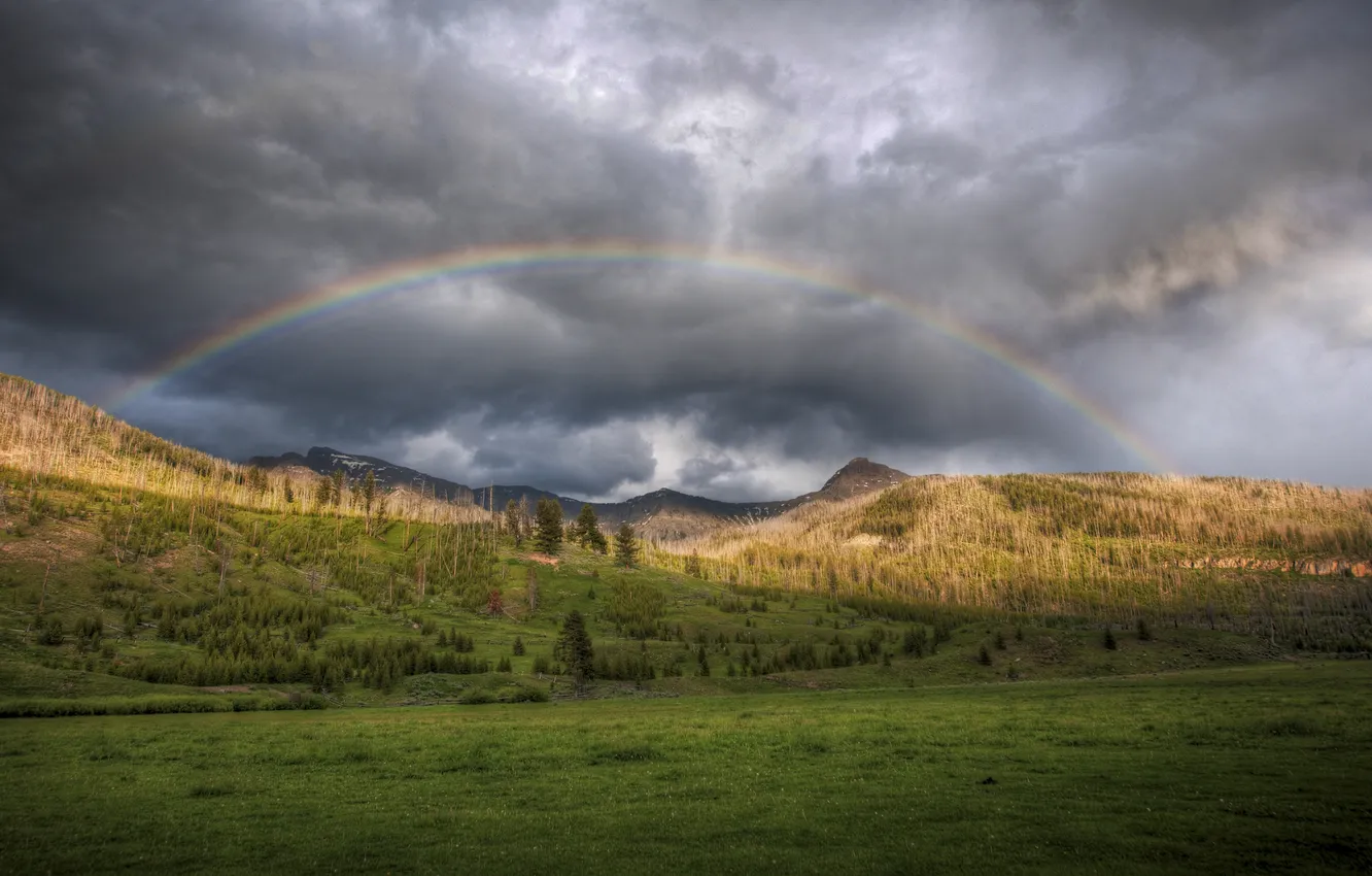 Photo wallpaper forest, rainbow, the edge