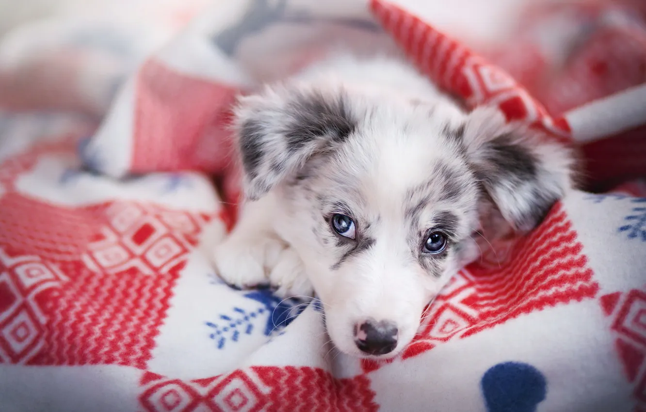 Photo wallpaper look, comfort, each, home, dog