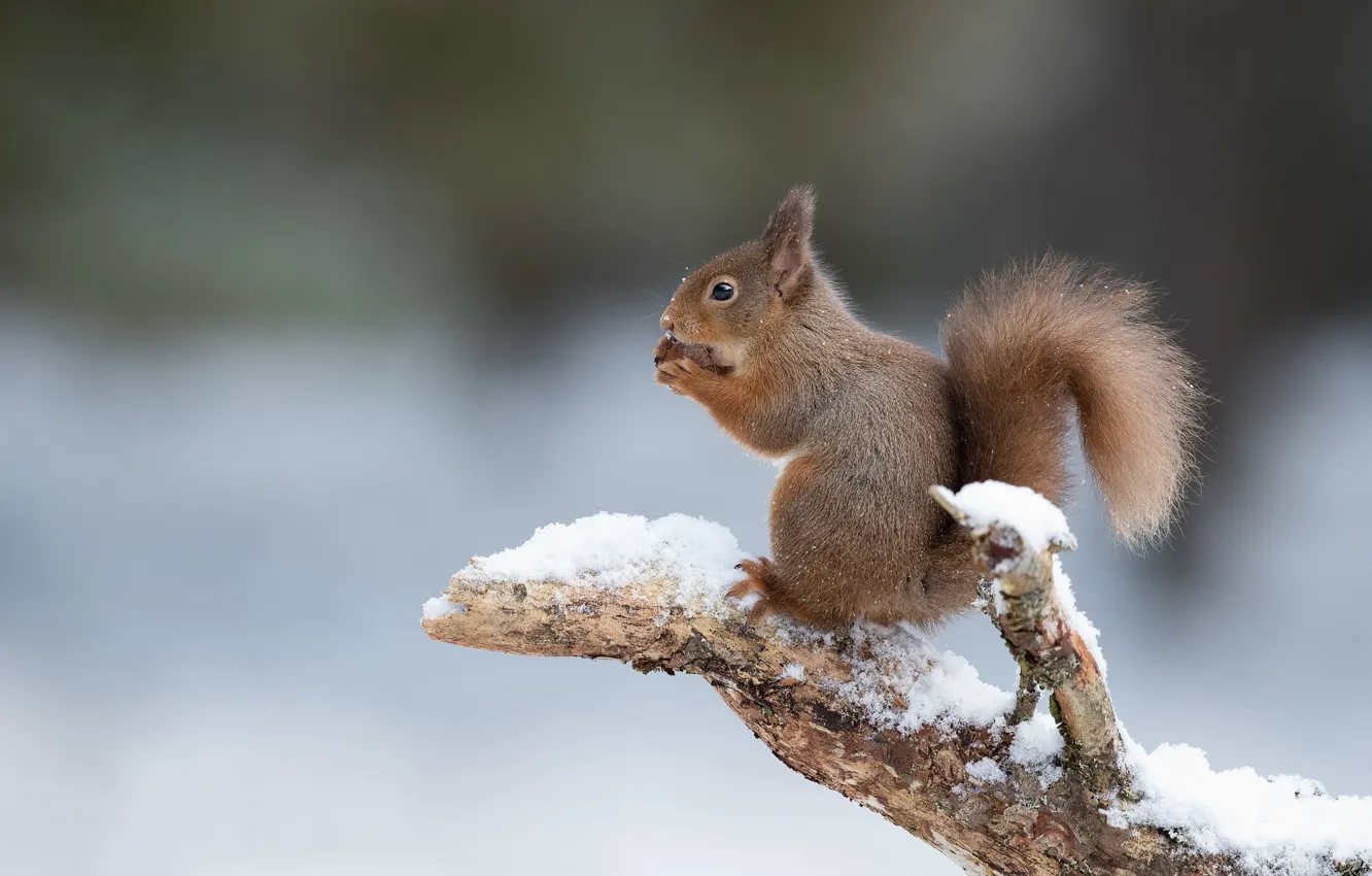 Photo wallpaper snow, protein, red, snag, bokeh