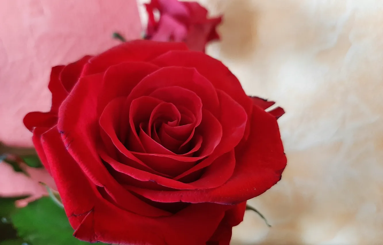 Photo wallpaper cereal, Red, roses