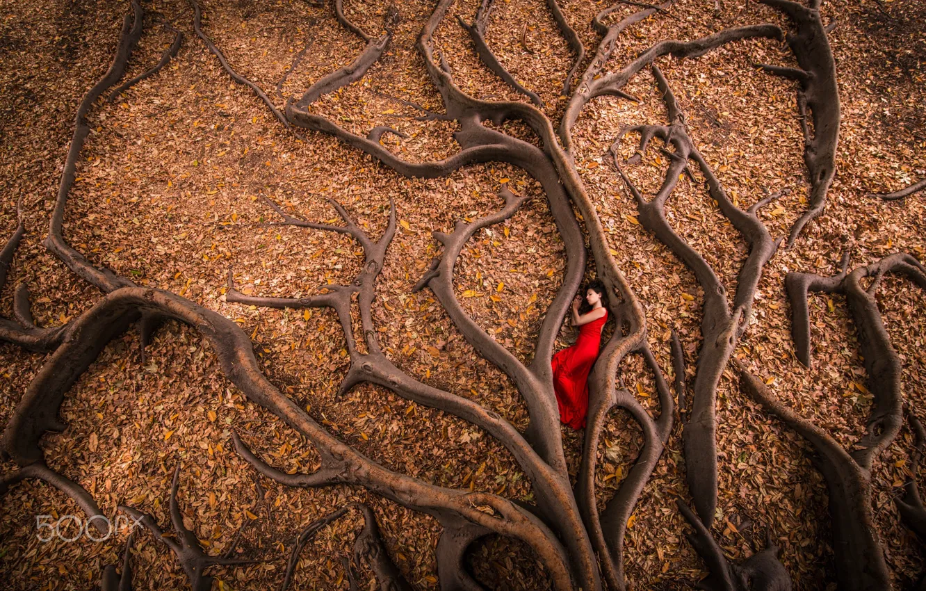 Photo wallpaper autumn, girl, roots, tree, foliage, in red
