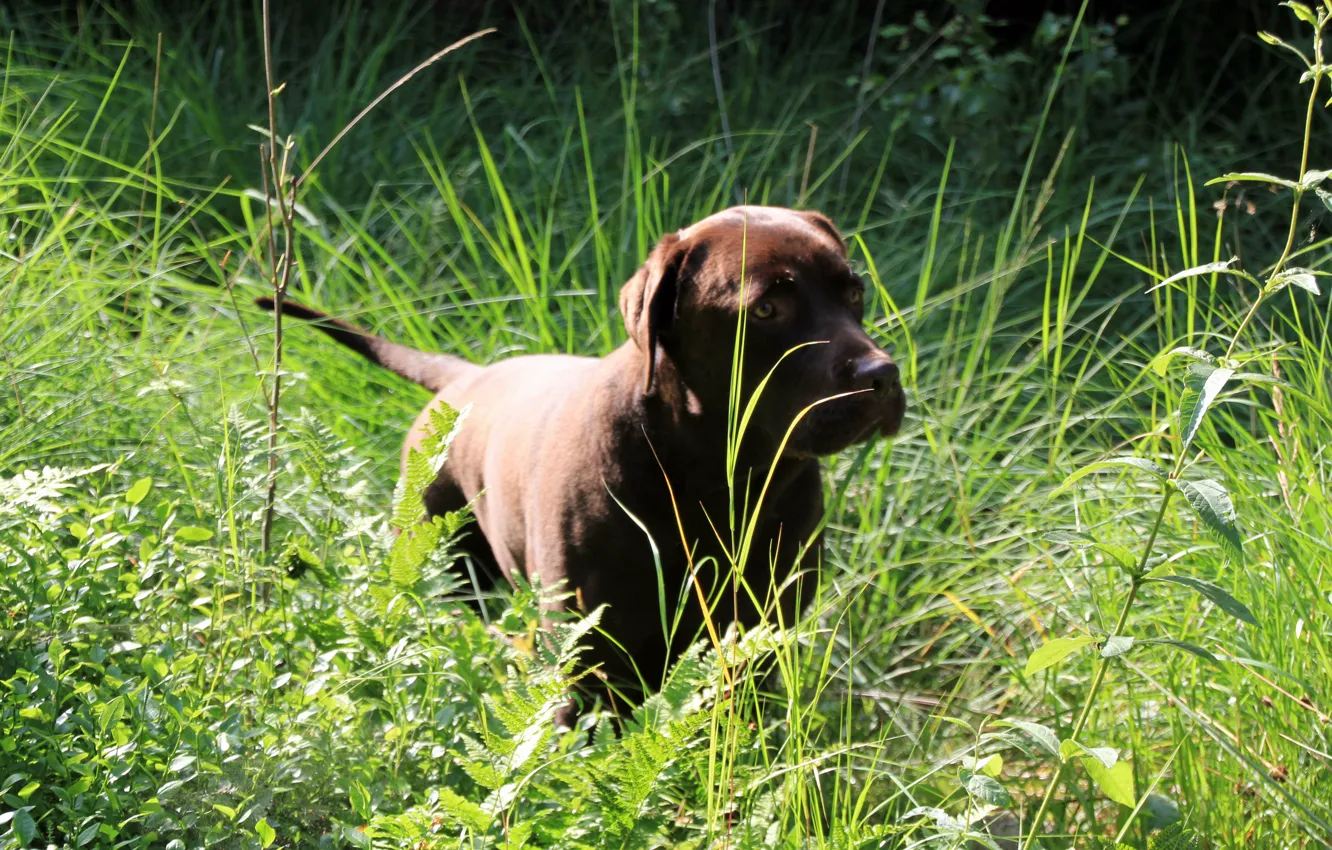 Photo wallpaper nature, dog, labrador, retriever