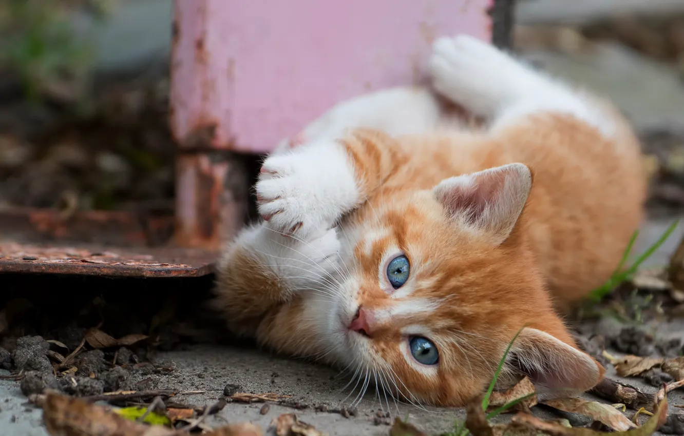 Photo wallpaper autumn, cat, look, leaves, metal, pose, legs, lies