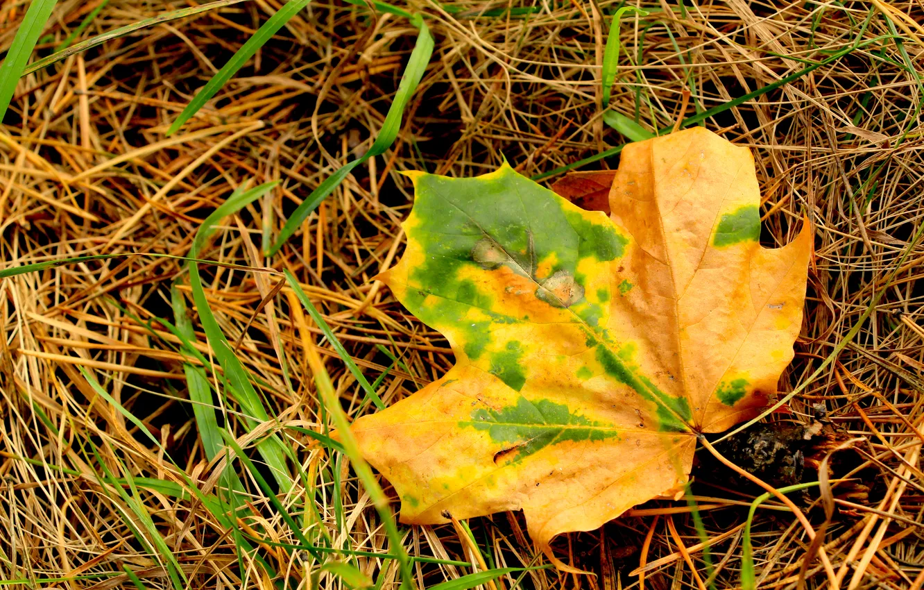 Photo wallpaper autumn, leaf, fall