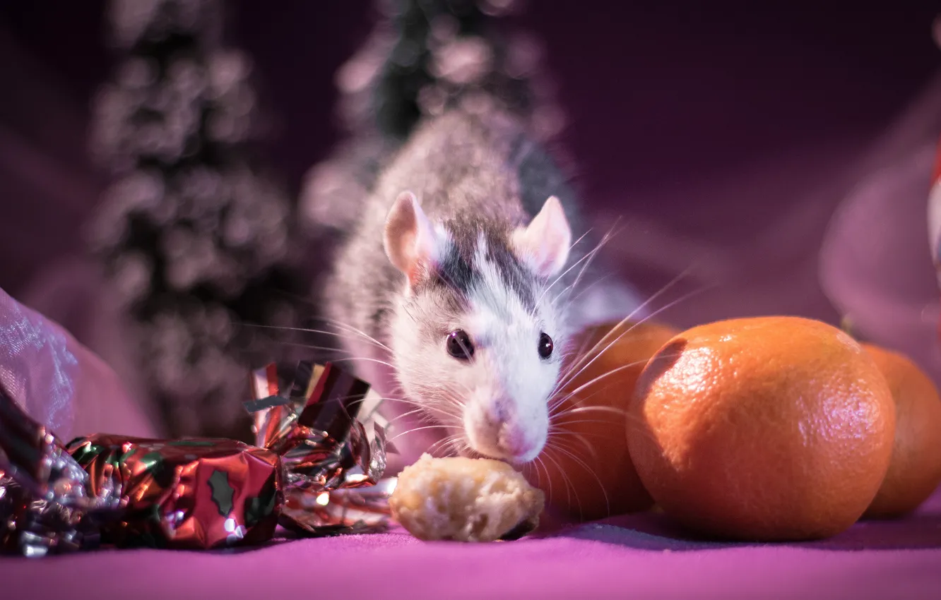 Photo wallpaper look, light, background, pink, holiday, food, blur, mouse