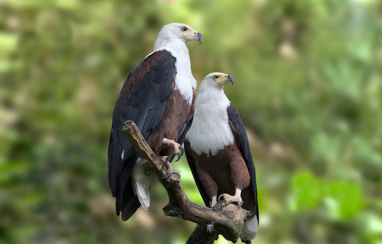 Photo wallpaper forest, branches, eagle, wildlife, African fish eagle