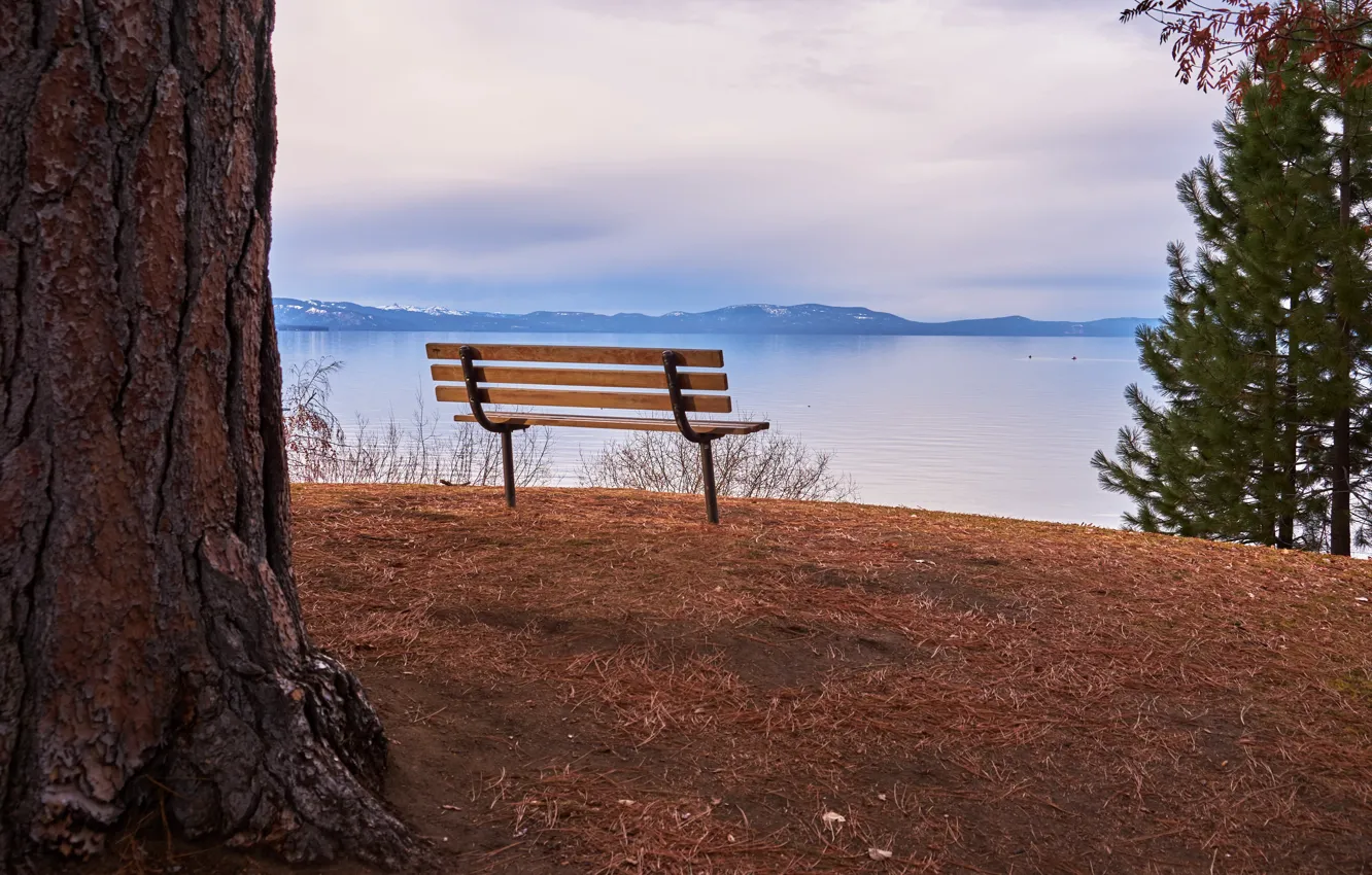 Photo wallpaper lake, tree, bench