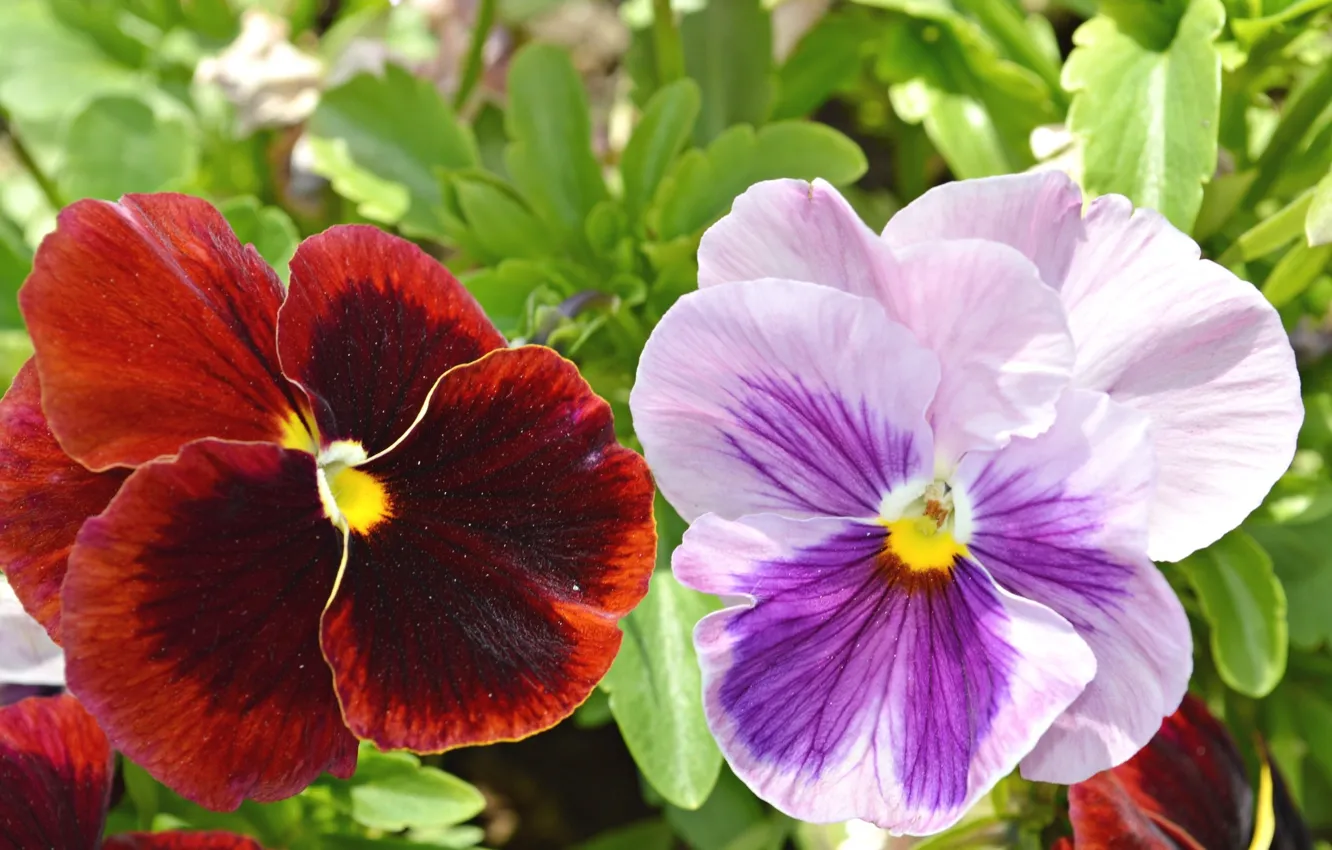 Photo wallpaper flowers, pair, Pansy