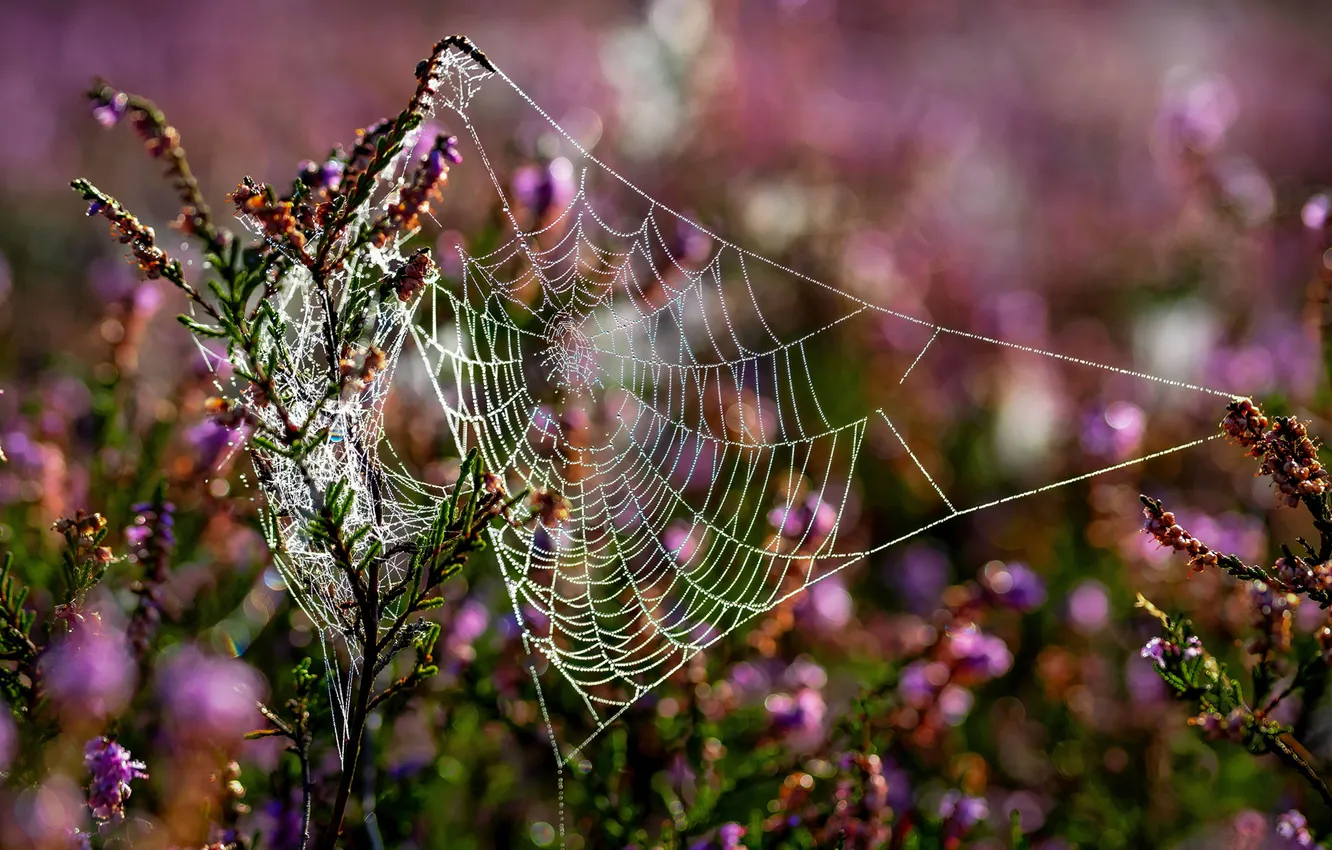 Photo wallpaper Rosa, plant, web, morning, meadow