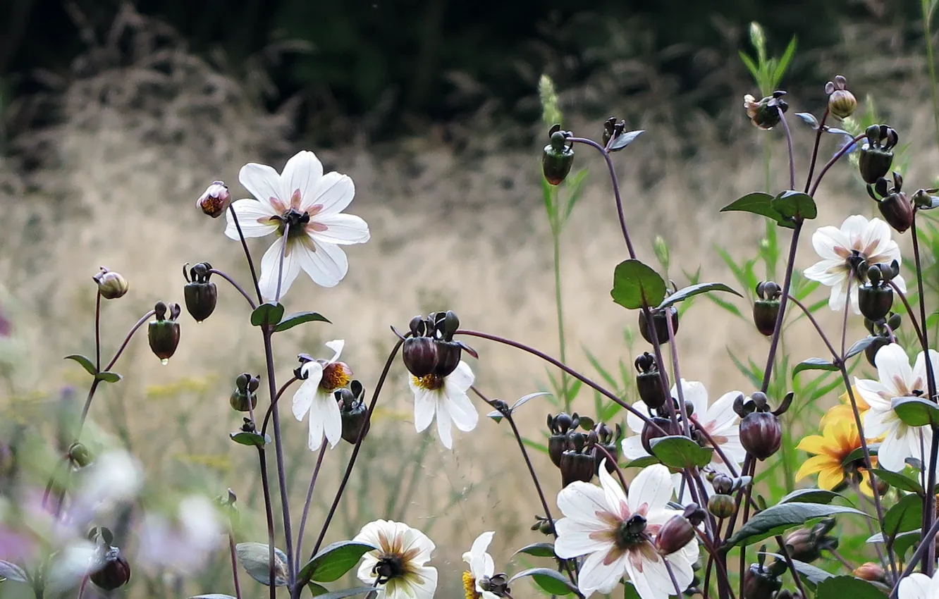 Photo wallpaper field, flowers, Netherlands, Holland