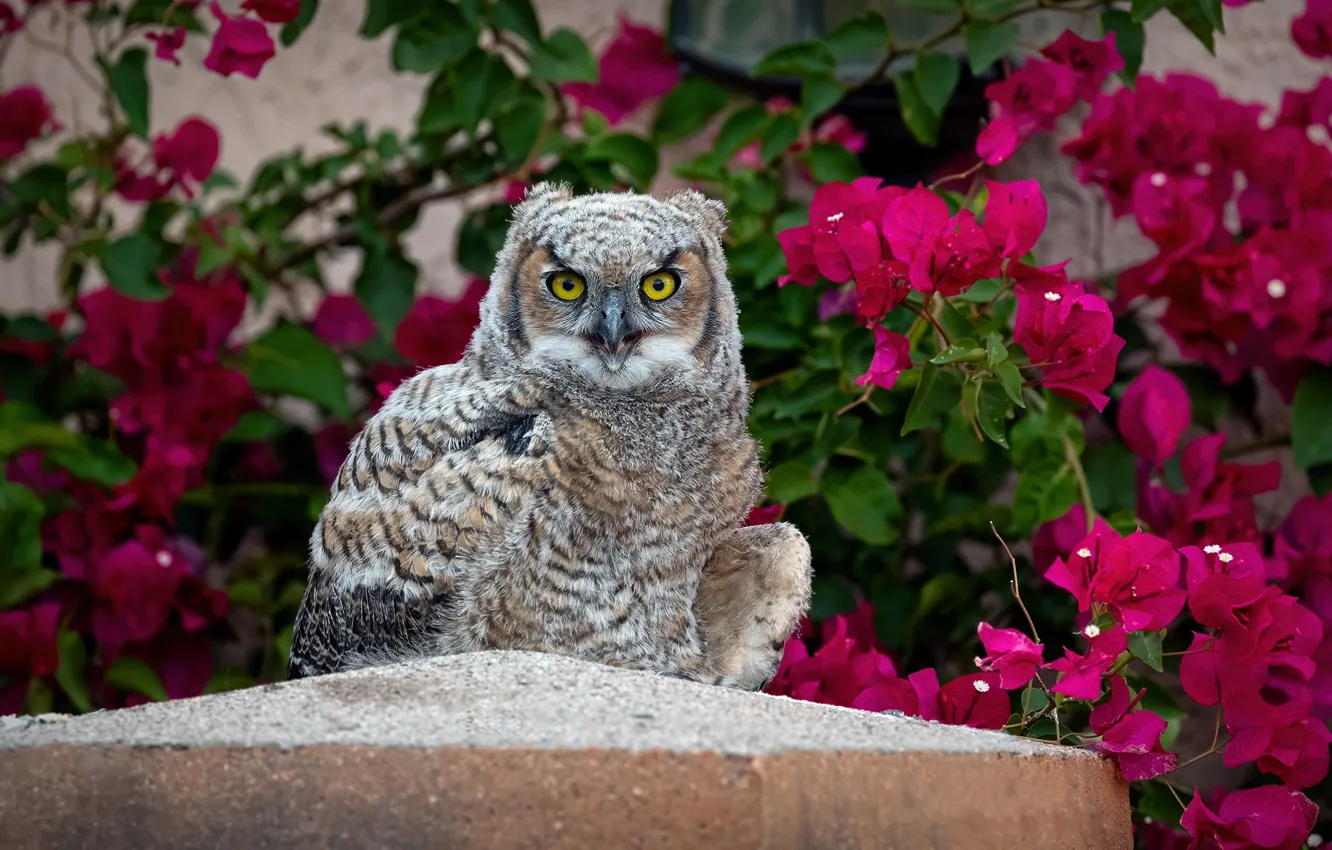 Photo wallpaper look, leaves, flowers, branches, owl, bird, pink, bougainvillea