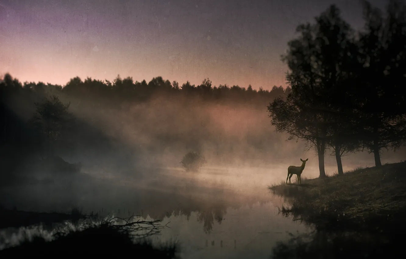 Photo wallpaper fog, river, deer