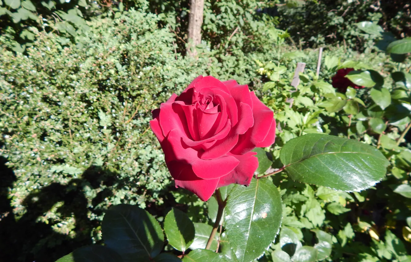 Photo wallpaper Rose, Plants, Krzak