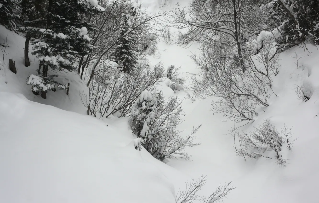 Photo wallpaper winter, snow, frost, the snow, winter, snow, frost