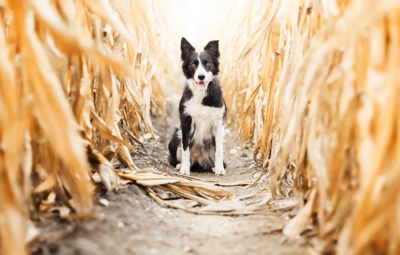 Photo wallpaper autumn, dog, corn