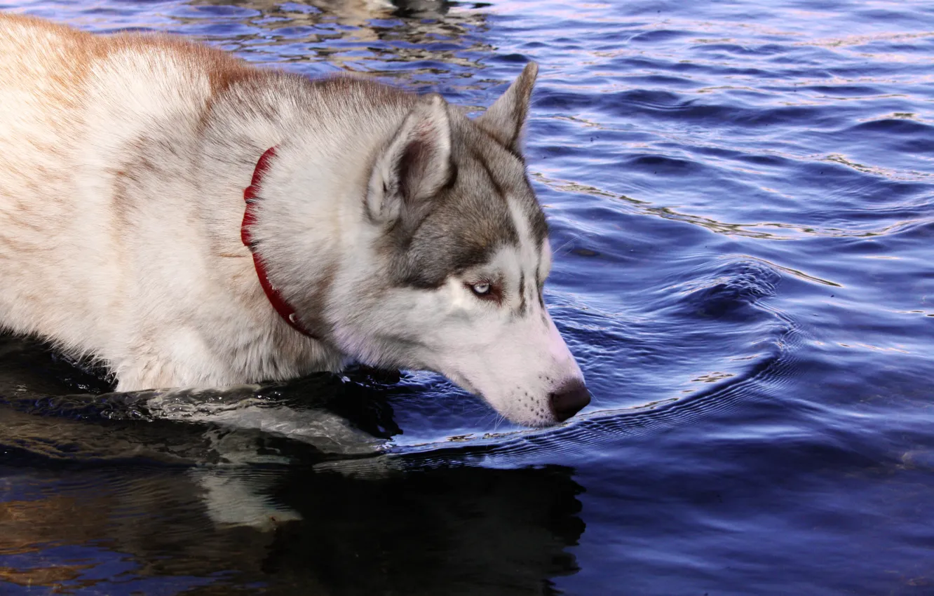 Photo wallpaper dogs, water, husky