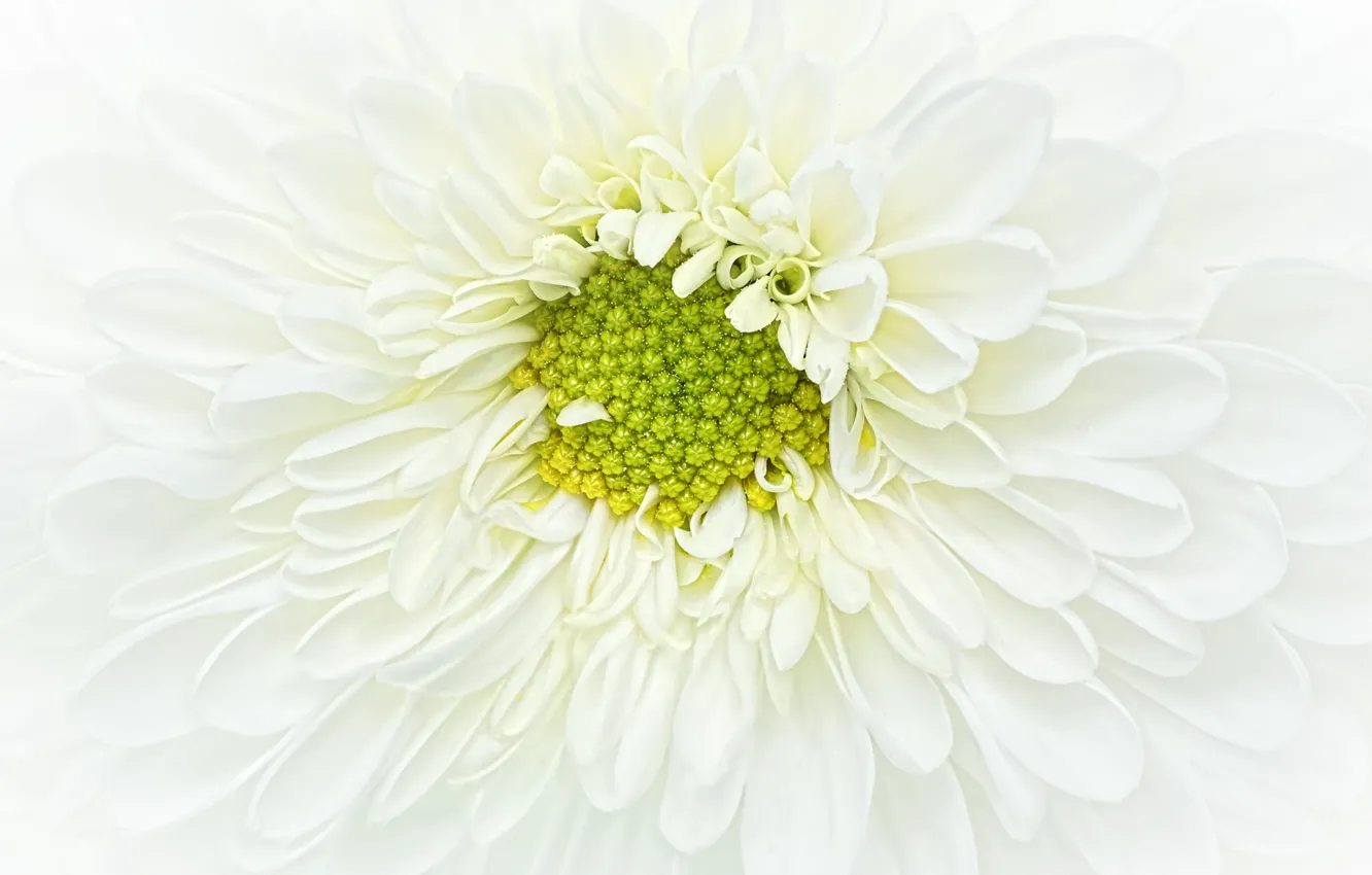 Photo wallpaper white, flower, chrysanthemum