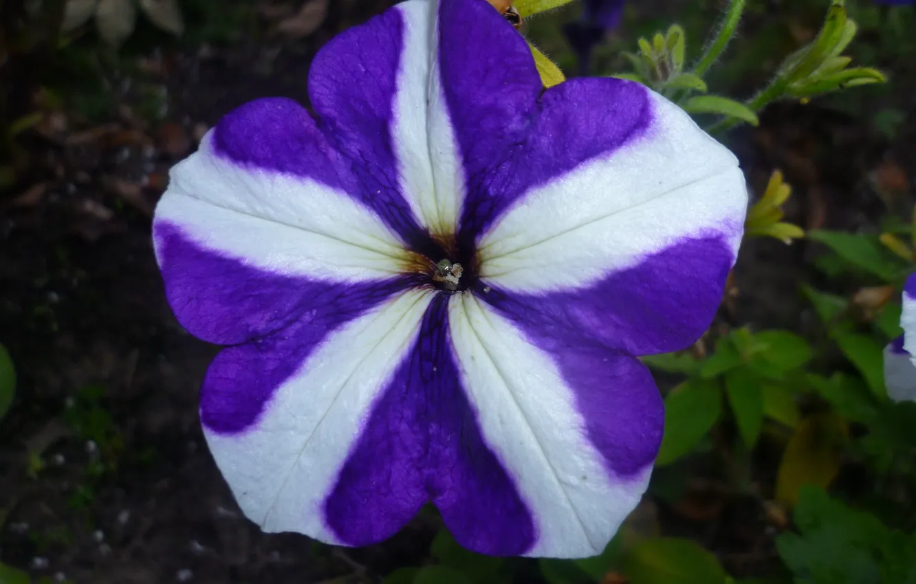 Photo wallpaper macro, flowers, strip, garden, Petunia, Belarus