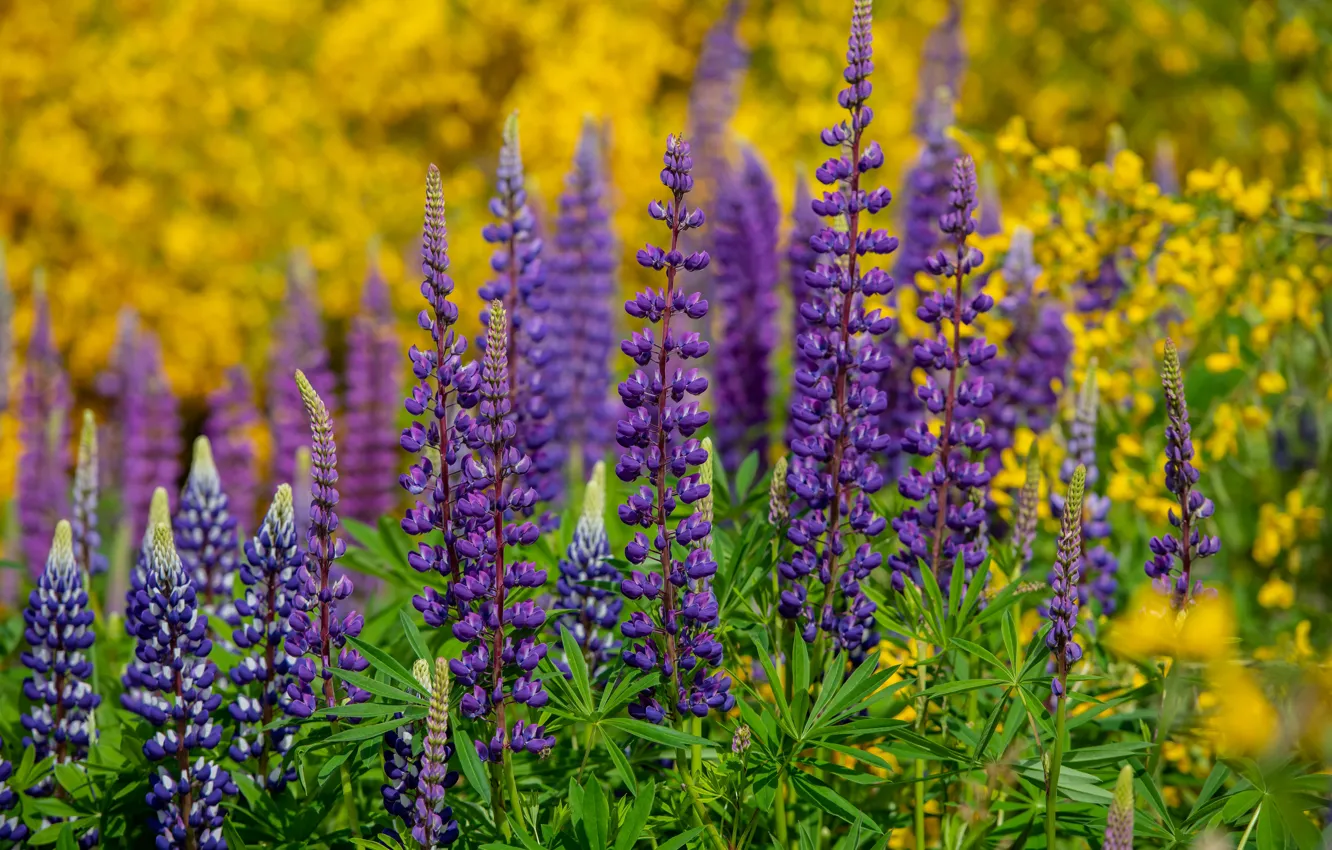 Photo wallpaper summer, flowers, meadow, bright, lilac, lupins