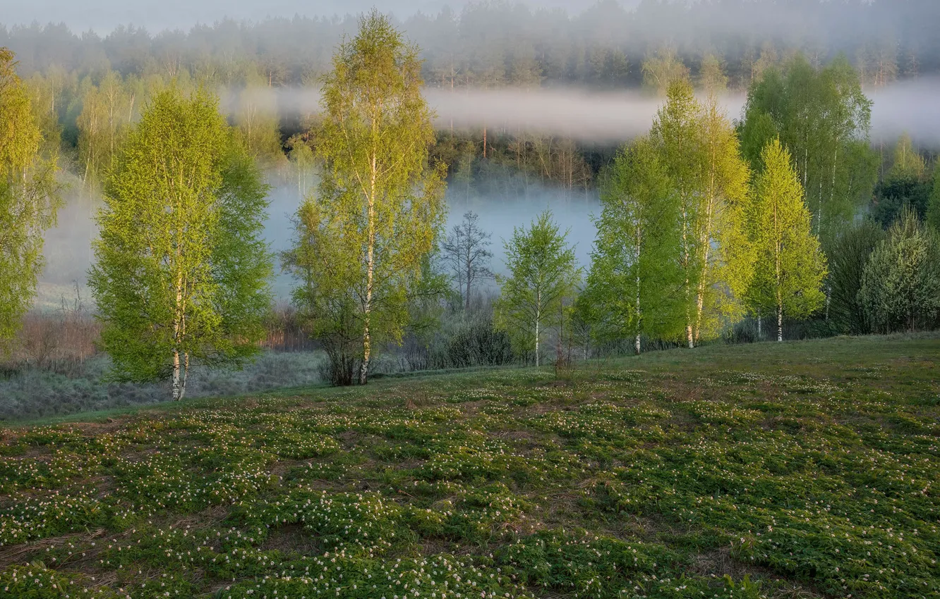 Photo wallpaper forest, fog, spring, birch, grove, birch