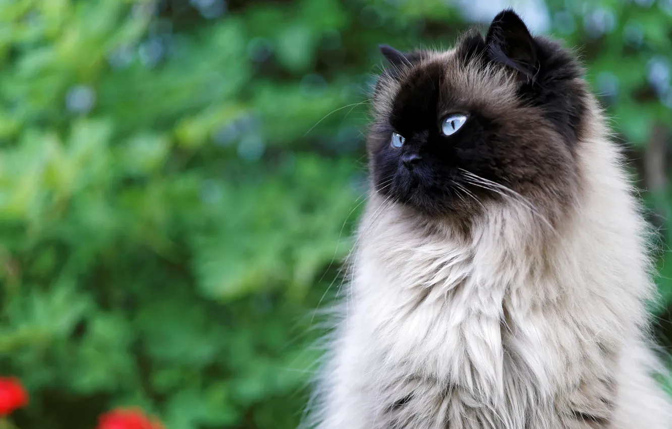 Photo wallpaper greens, cat, cat, look, nature, background, portrait, fluffy