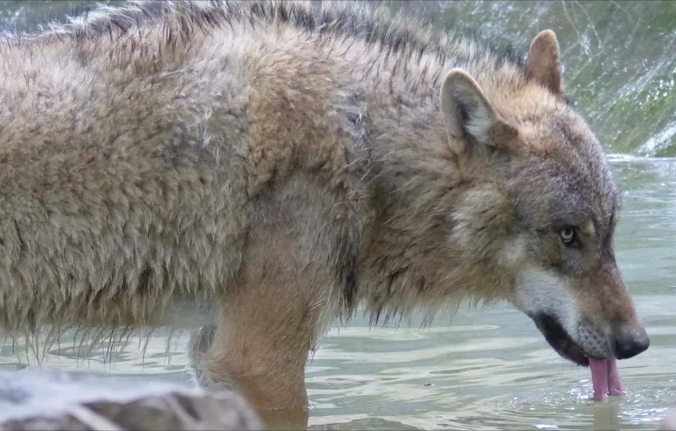 Photo wallpaper nature, wolf, animals, nature, drink, wolf, Thirst