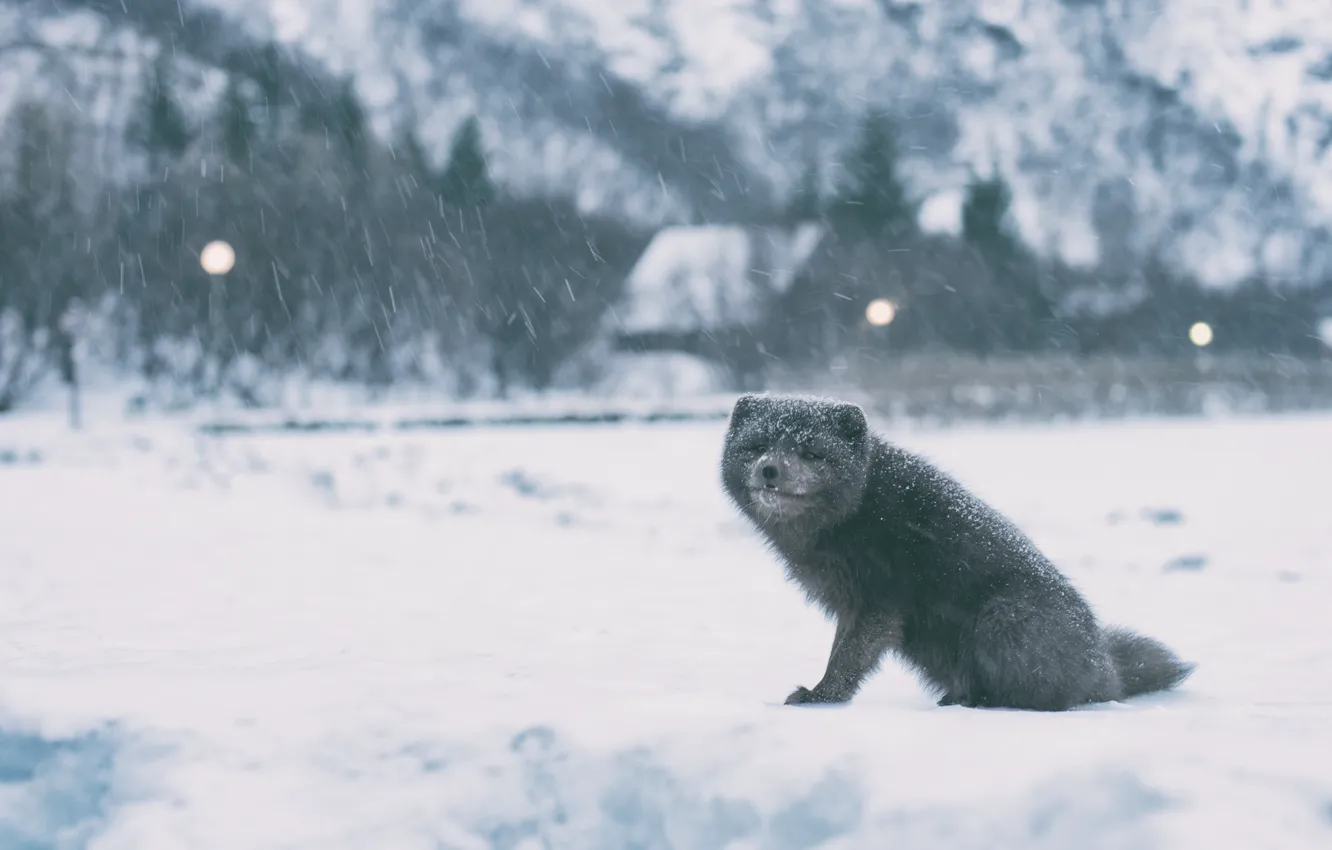 Photo wallpaper snow, Fox, Arctic Fox
