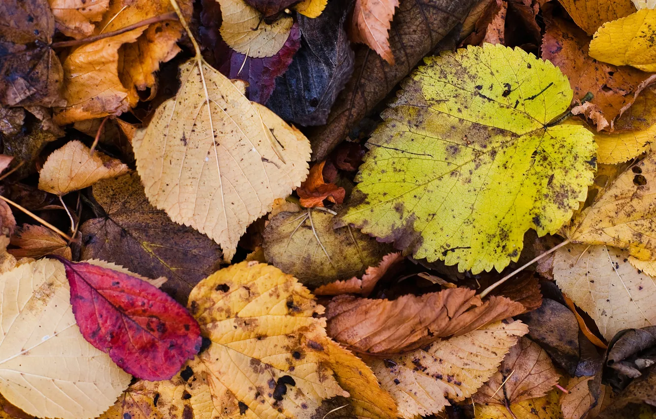 Photo wallpaper macro, foliage, mix, autumn