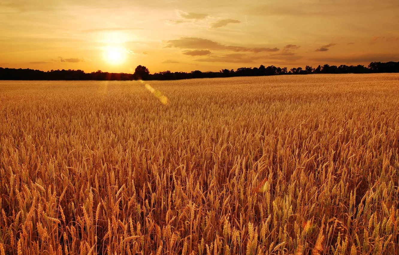 Photo wallpaper field, trees, sunset