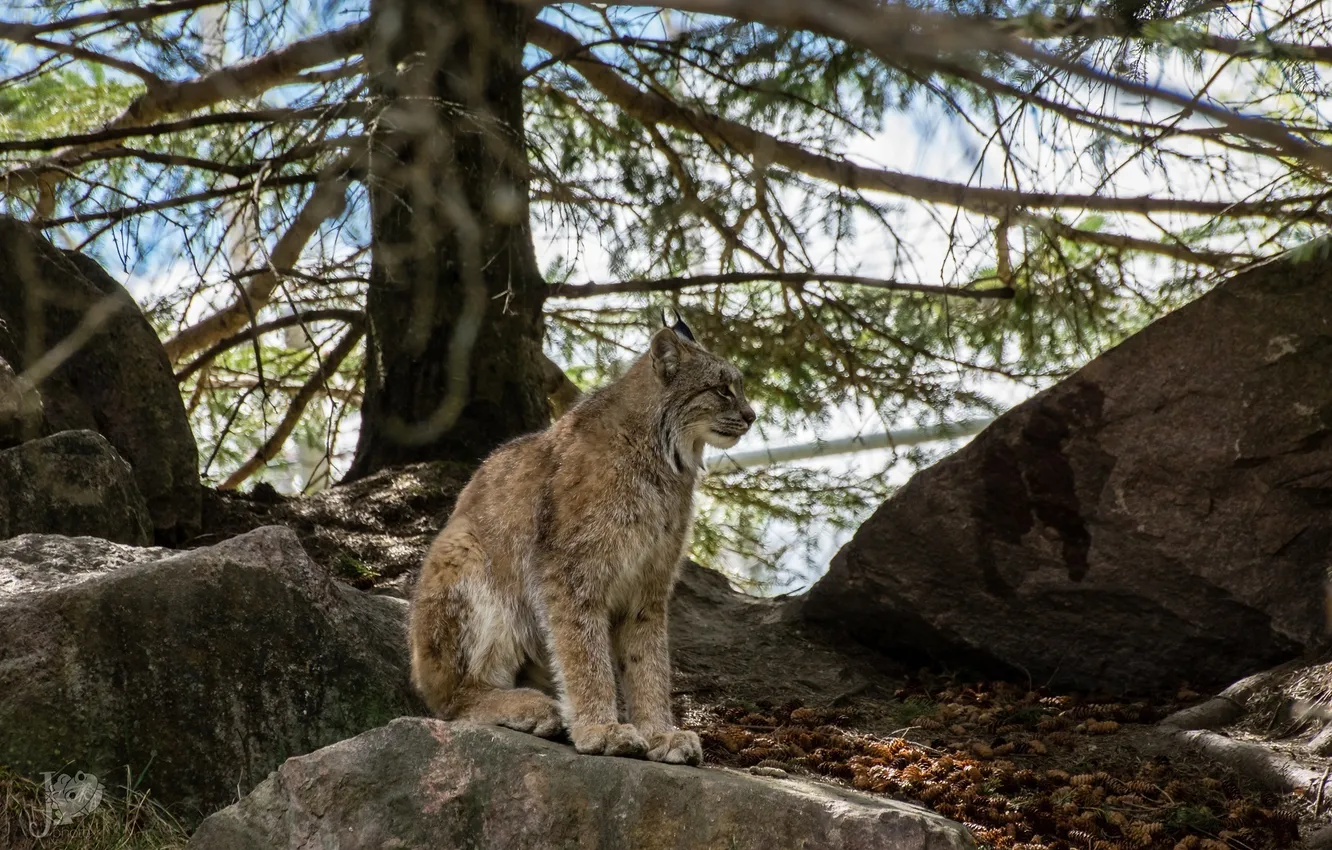 Photo wallpaper forest, predator, lynx, wild cat