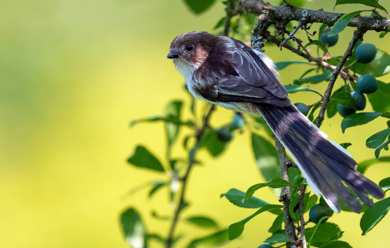 Photo wallpaper leaves, branches, background, bird, fruit