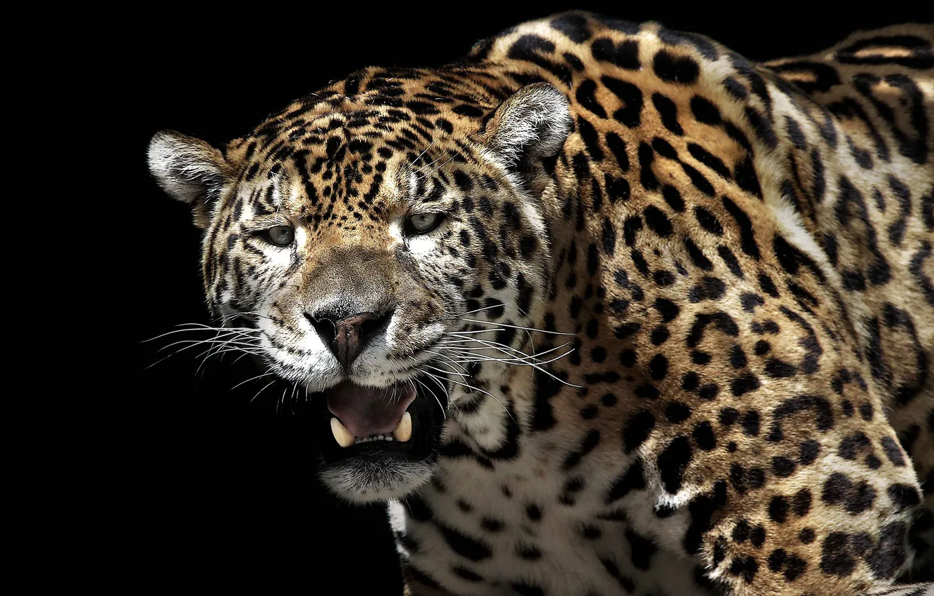 Photo wallpaper cat, predator, Jaguar
