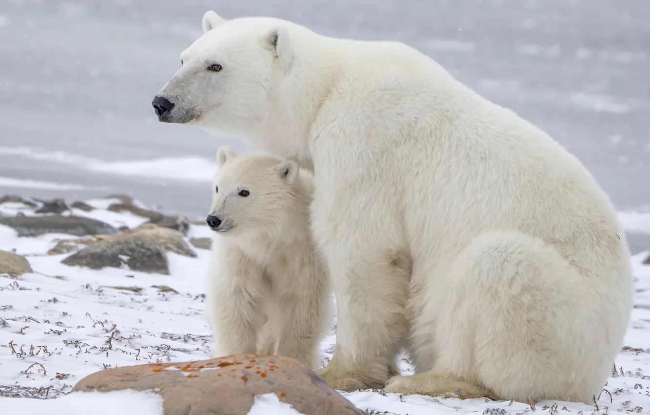 Photo wallpaper winter, snow, nature, polar bear, polar bears