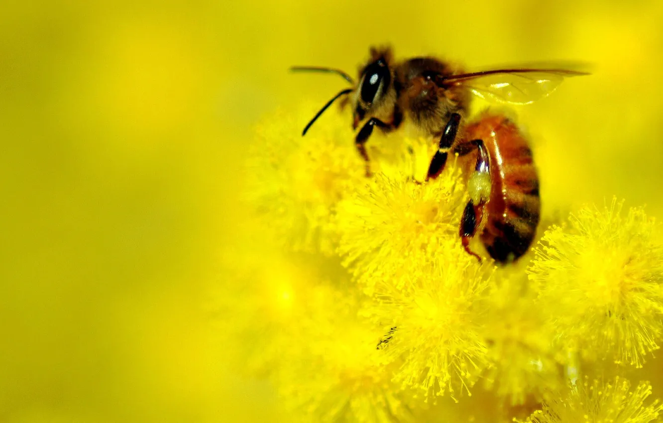 Photo wallpaper flowers, bee, background, yellow, blur