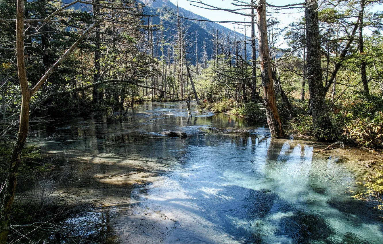 Photo wallpaper forest, trees, river