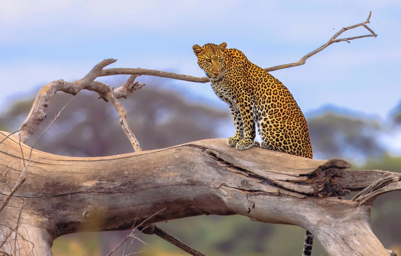 Photo wallpaper predator, leopard, big cat