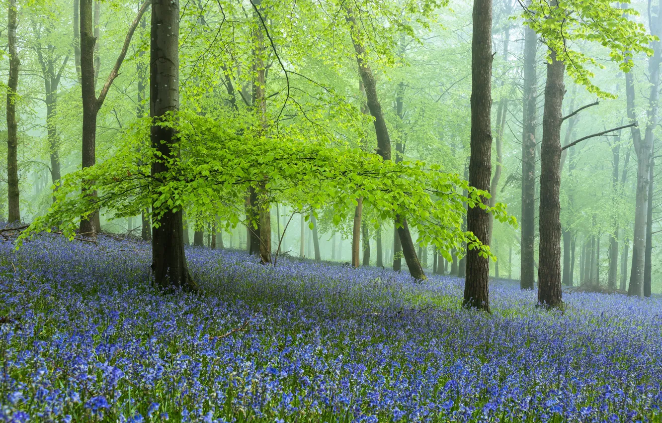 Photo wallpaper greens, forest, trees, flowers, branches, fog, glade, foliage