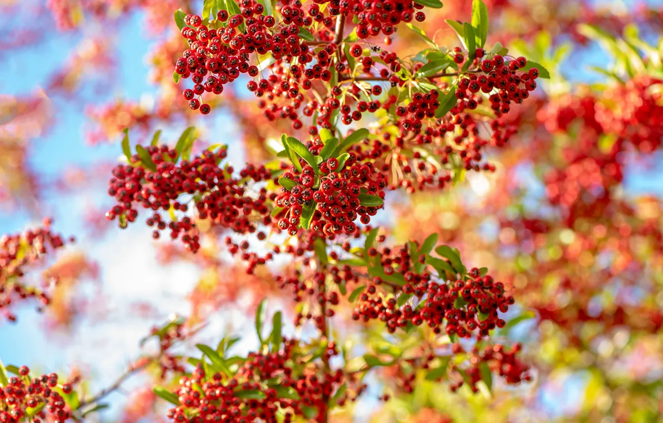 Photo wallpaper autumn, trees, branches, red, berries, fruit, bright, Rowan