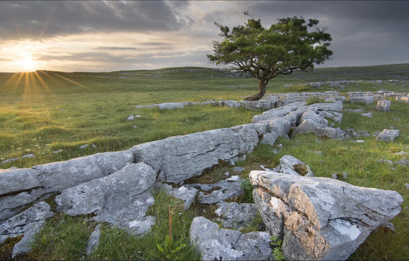 Photo wallpaper field, trees, landscape, stones