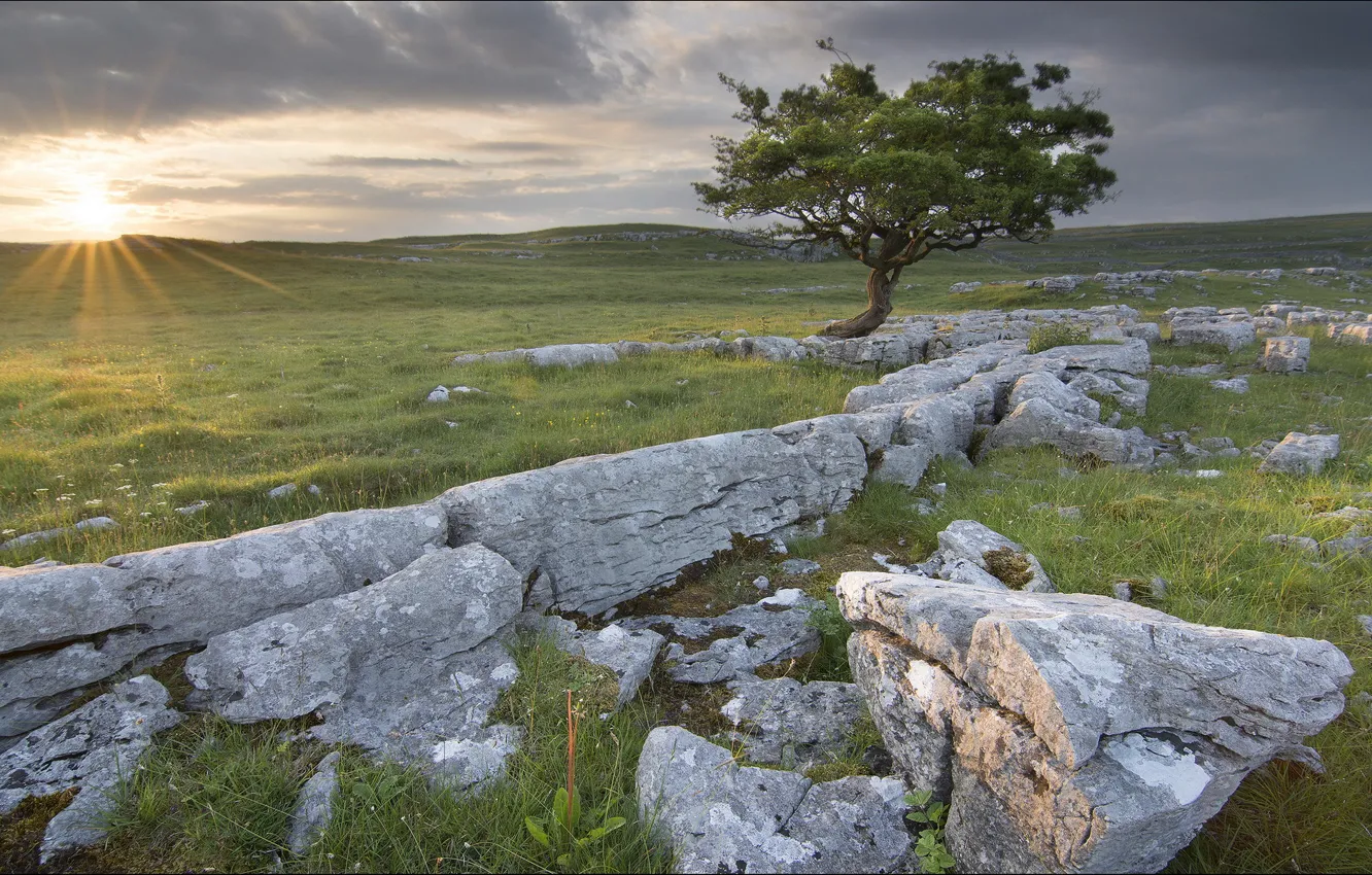 Photo wallpaper field, landscape, stones, tree