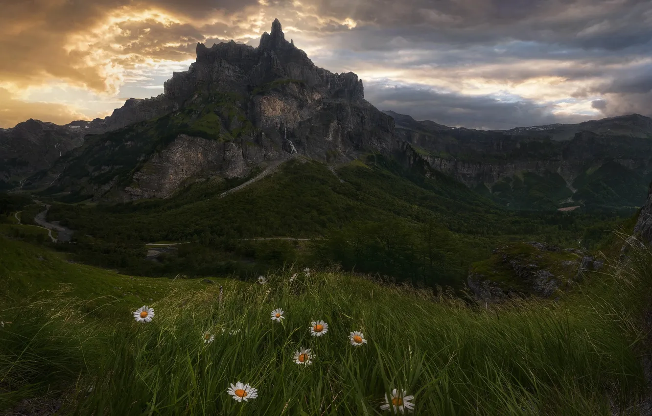 Photo wallpaper grass, flowers, mountains, nature