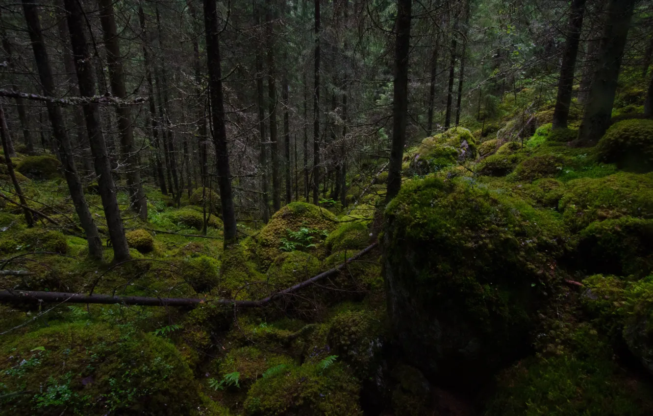 Photo wallpaper forest, trees, nature, stones, moss, Finland, Finland, Hausjarvi