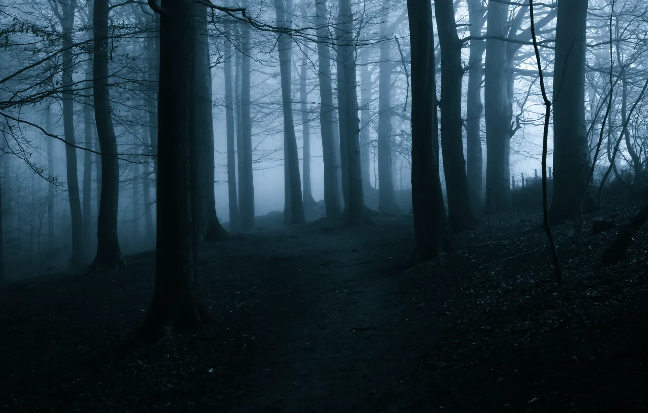 Photo wallpaper forest, trees, nature, fog, twilight, path