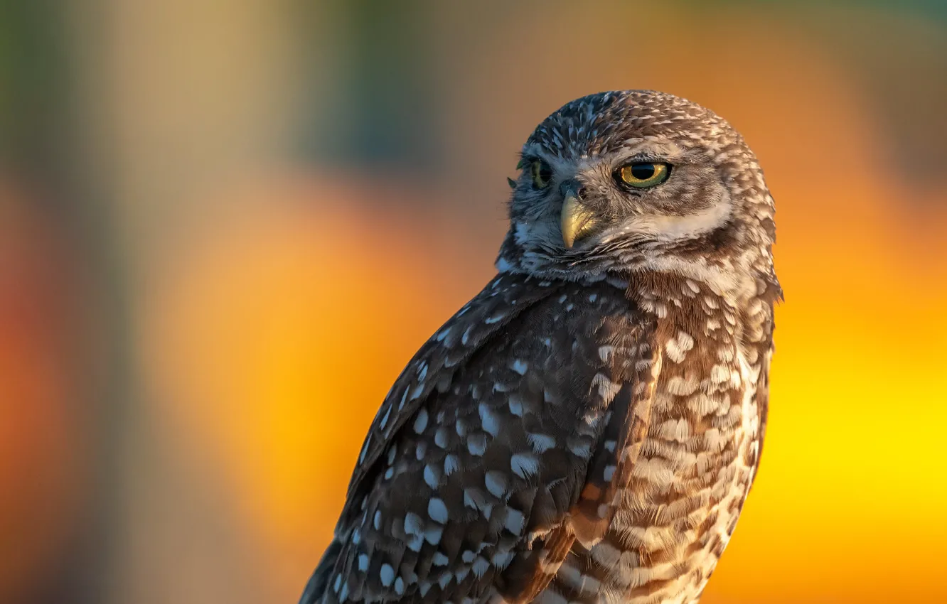 Photo wallpaper owl, bird, yellow background, owl, sychik