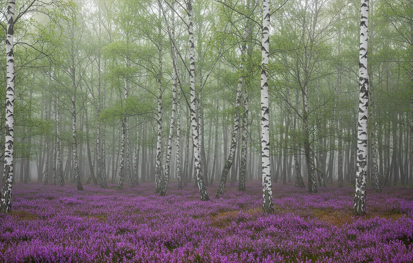 Photo wallpaper spring, wallpaper, birch, grove, spring, grove, Birch