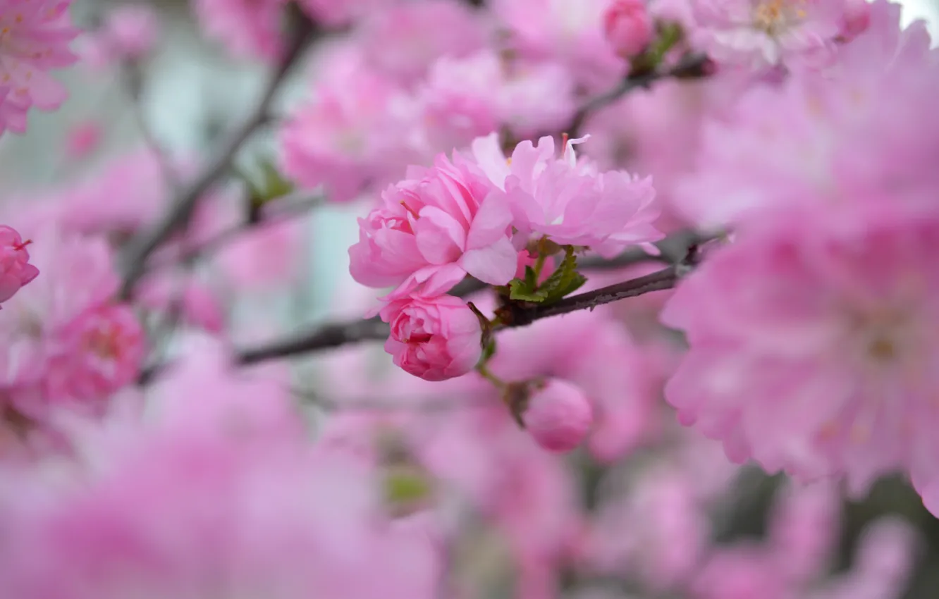 Photo wallpaper pink, beauty, spring, petals, Sakura, flowering