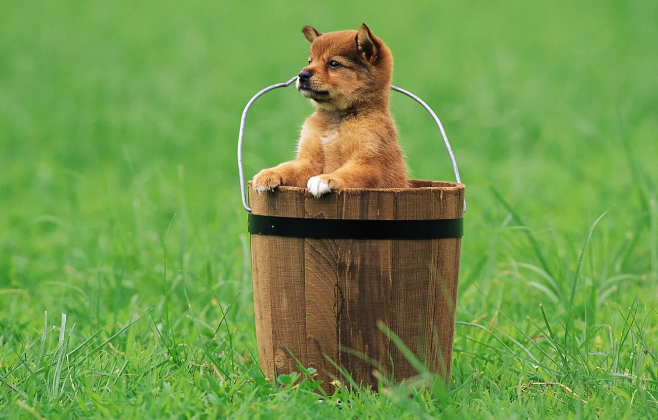 Photo wallpaper grass, look, bucket, puppy