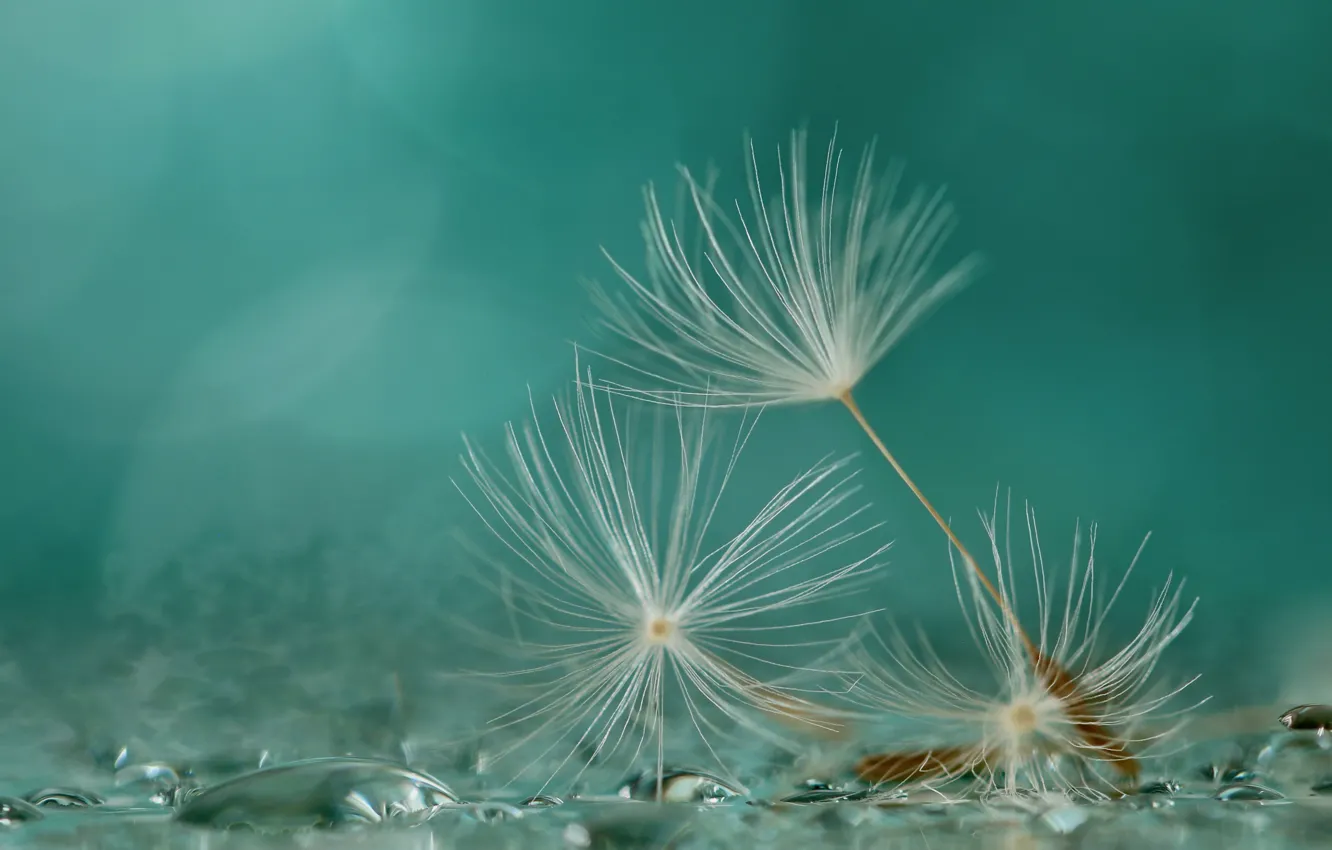 Photo wallpaper macro, background, seeds