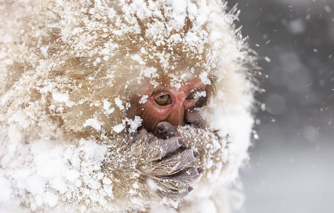 Photo wallpaper snow, nature, Snowmonkeys