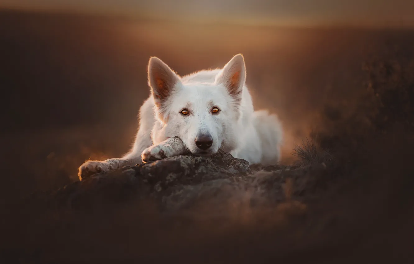 Photo wallpaper look, face, dog, bokeh, The white Swiss shepherd dog